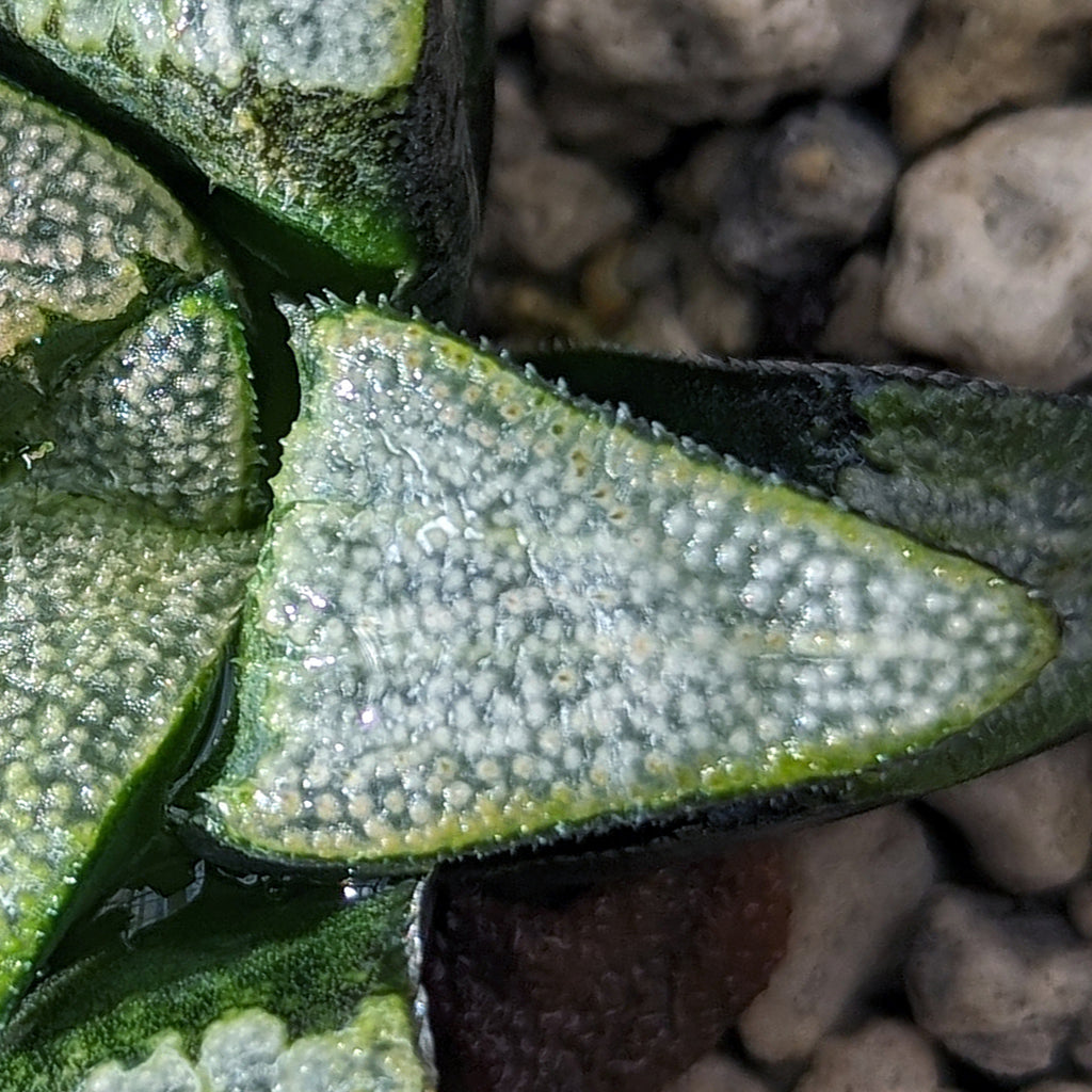 Haworthia groenewaldii hybrid series PP413 #d15 SOLD OUT