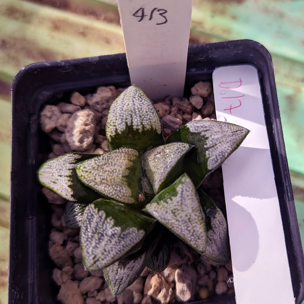 Haworthia groenewaldii hybrid series PP413 #d17 SOLD OUT
