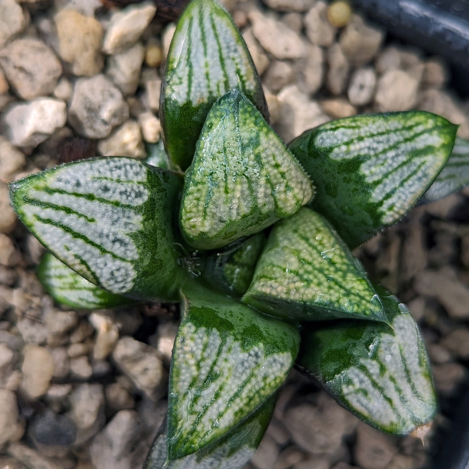 Haworthia groenewaldii hybrid series PP413 #d18 SOLD OUT