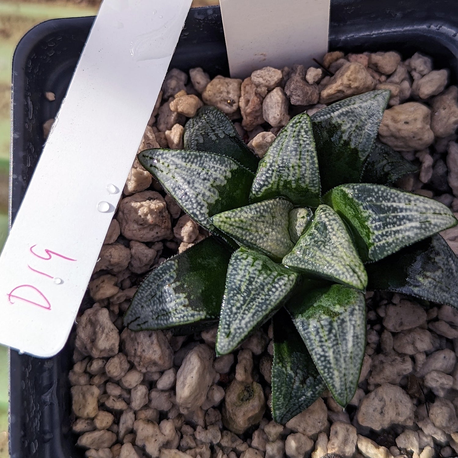 Haworthia groenewaldii hybrid series PP413 #d19 SOLD OUT