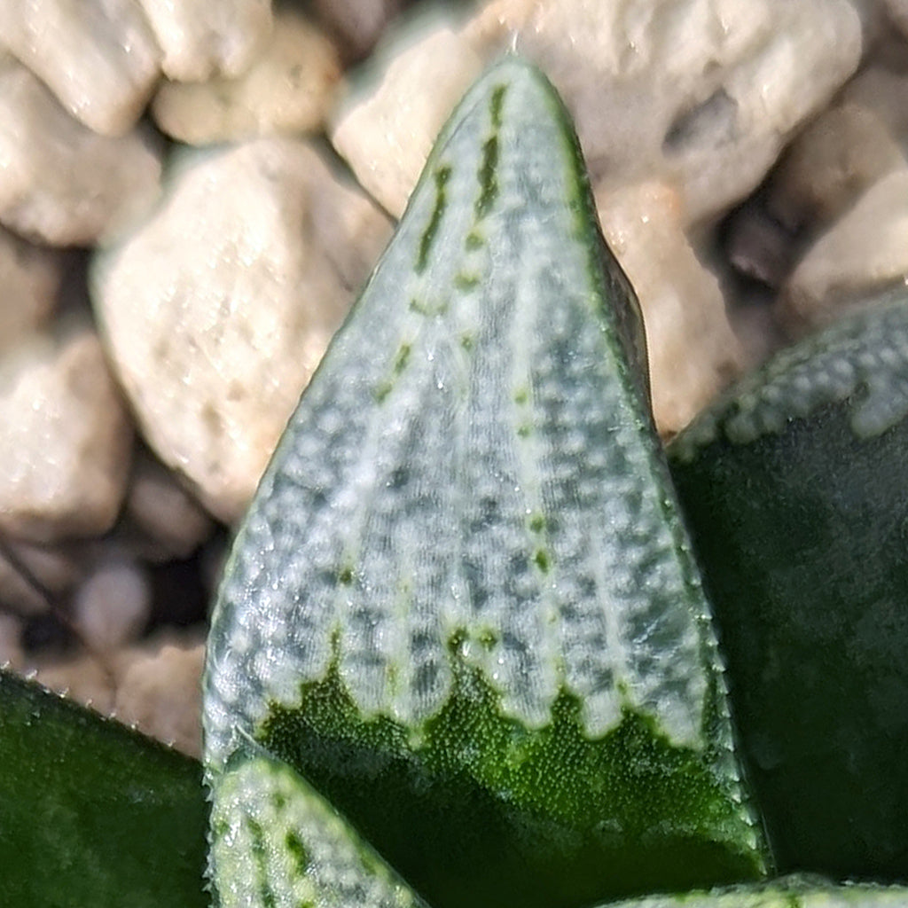 Haworthia groenewaldii hybrid series PP413 #d19 SOLD OUT
