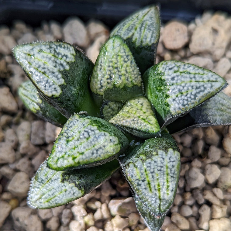 Haworthia groenewaldii hybrid series PP413 #d20 SOLD OUT