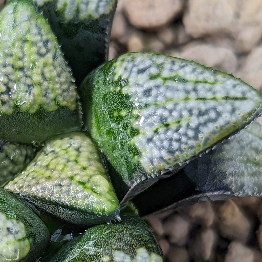 Haworthia groenewaldii hybrid series PP413 #d20 SOLD OUT