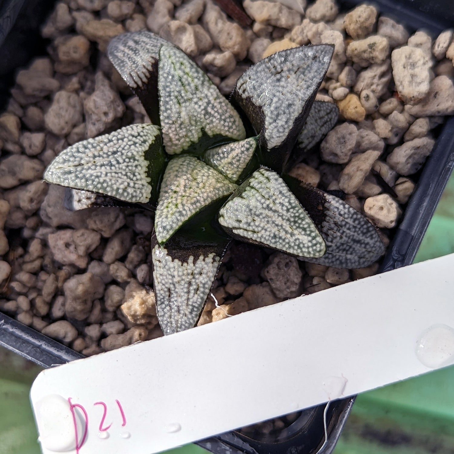 Haworthia groenewaldii hybrid series PP413 #d21 SOLD OUT