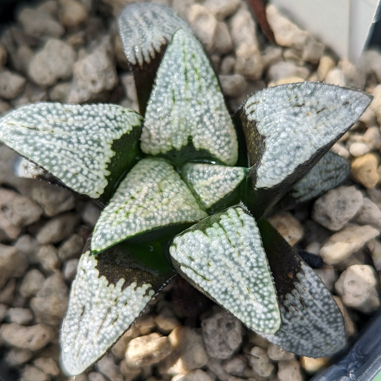 Haworthia groenewaldii hybrid series PP413 #d21 SOLD OUT