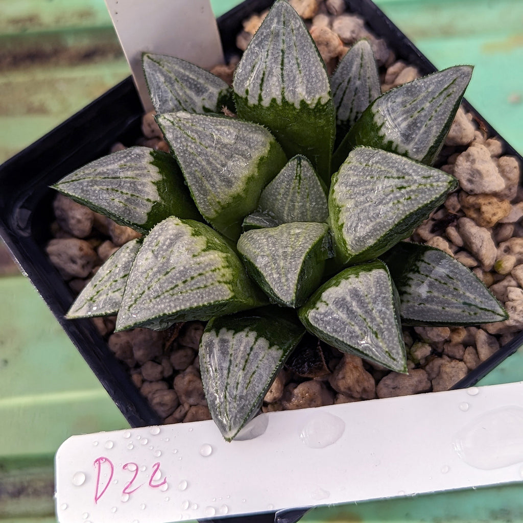 Haworthia groenewaldii hybrid series PP413 #d22 SOLD OUT
