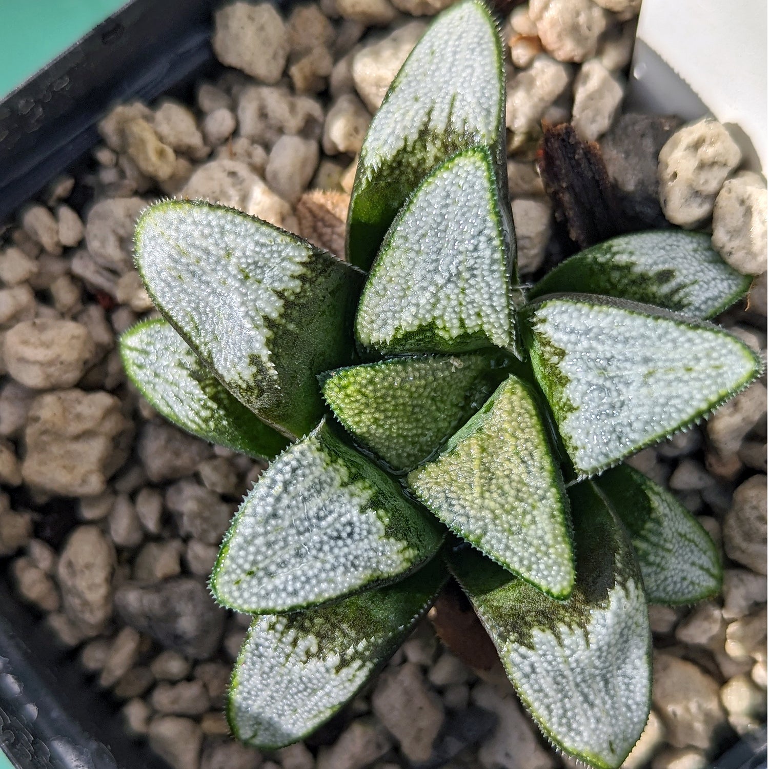 Haworthia groenewaldii hybrid series PP413 #d32 SOLD OUT