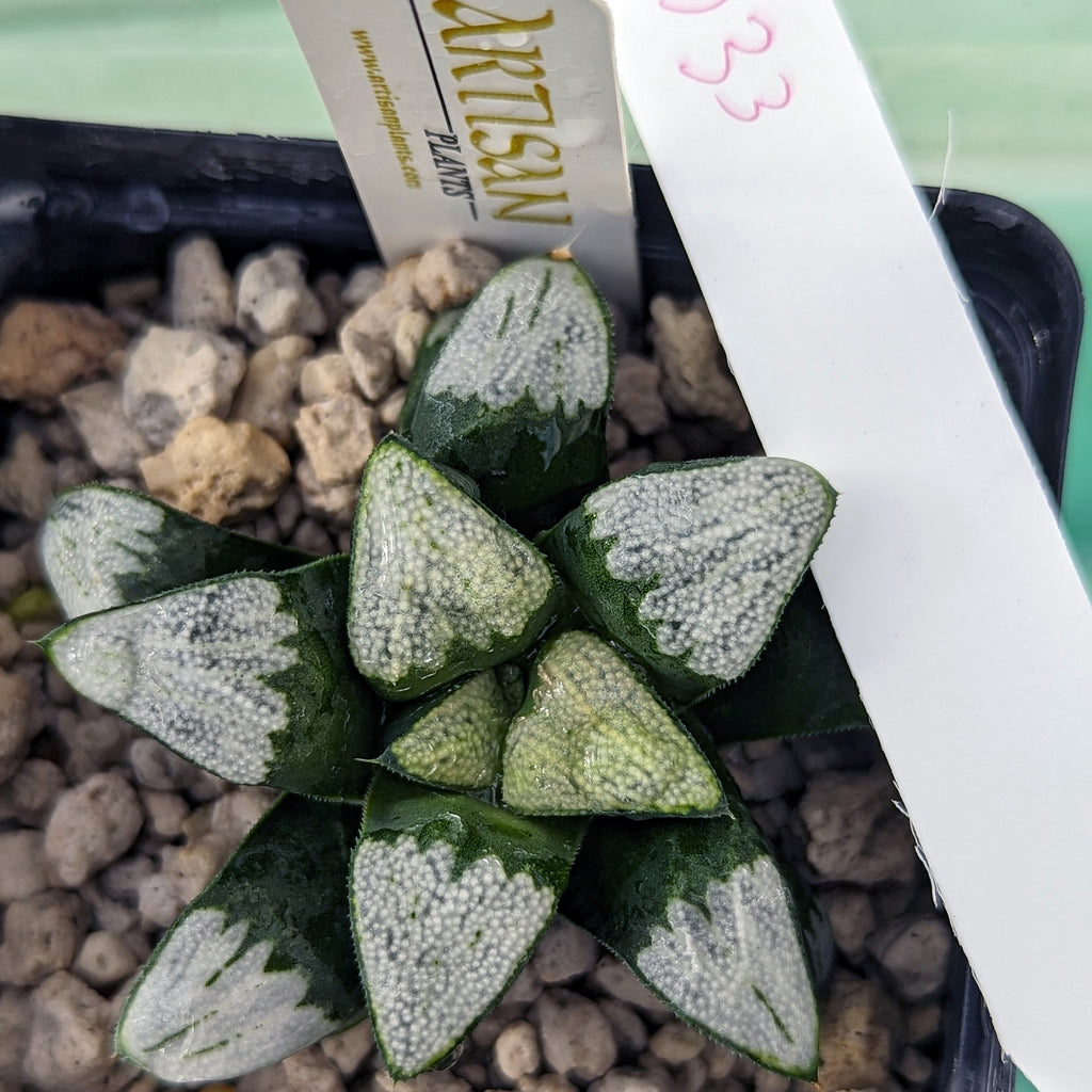 Haworthia groenewaldii hybrid series PP413 #d33 SOLD OUT