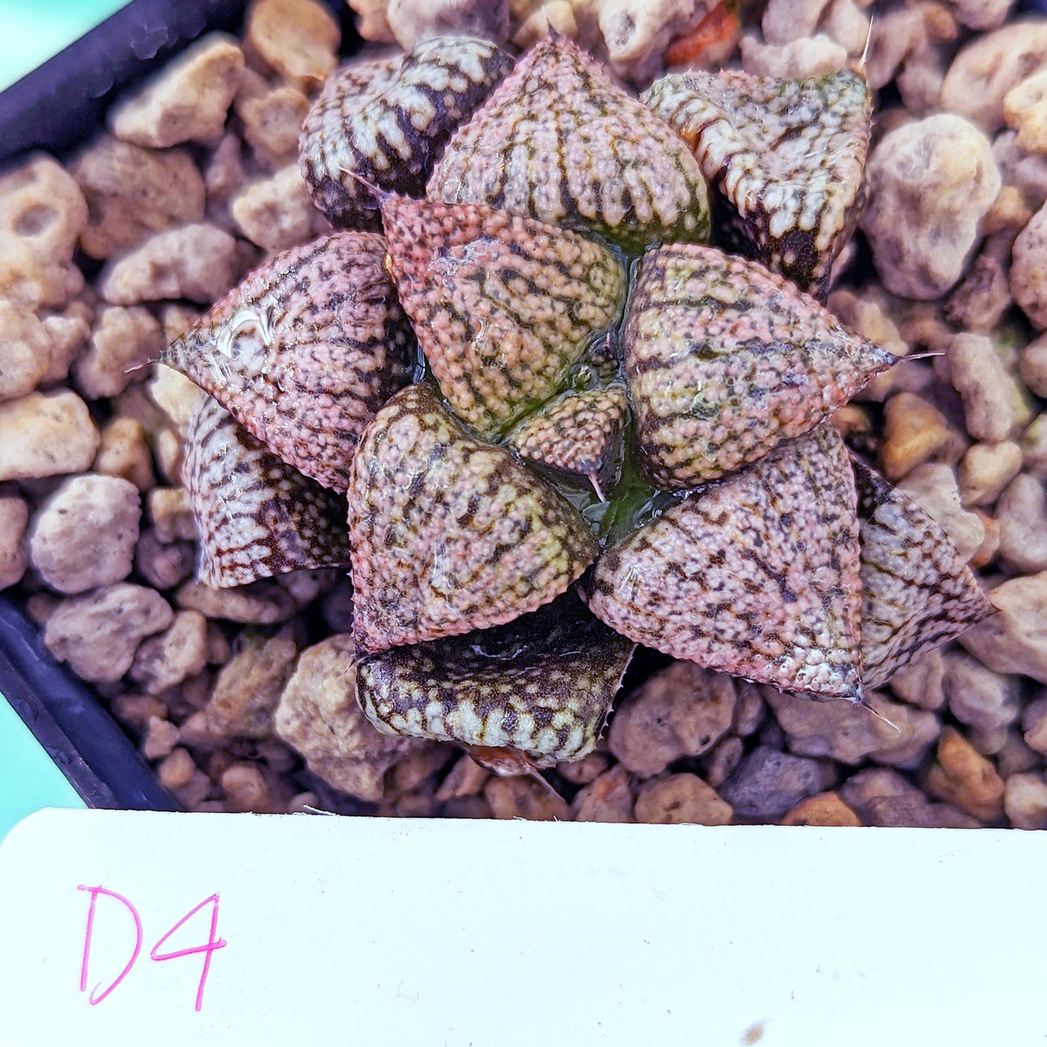 Haworthia  hybrid series PP176 #d4 SOLD OUT