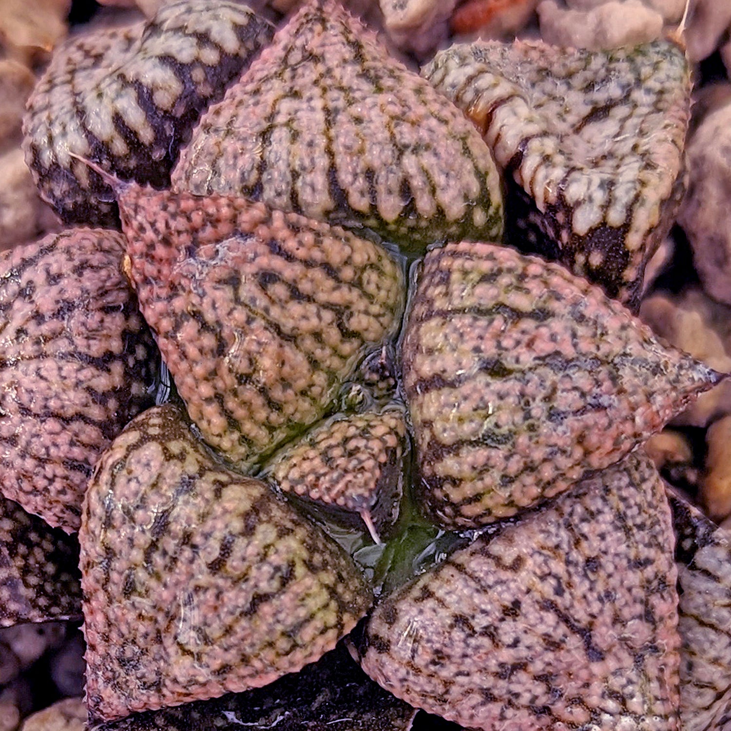 Haworthia  hybrid series PP176 #d4 SOLD OUT