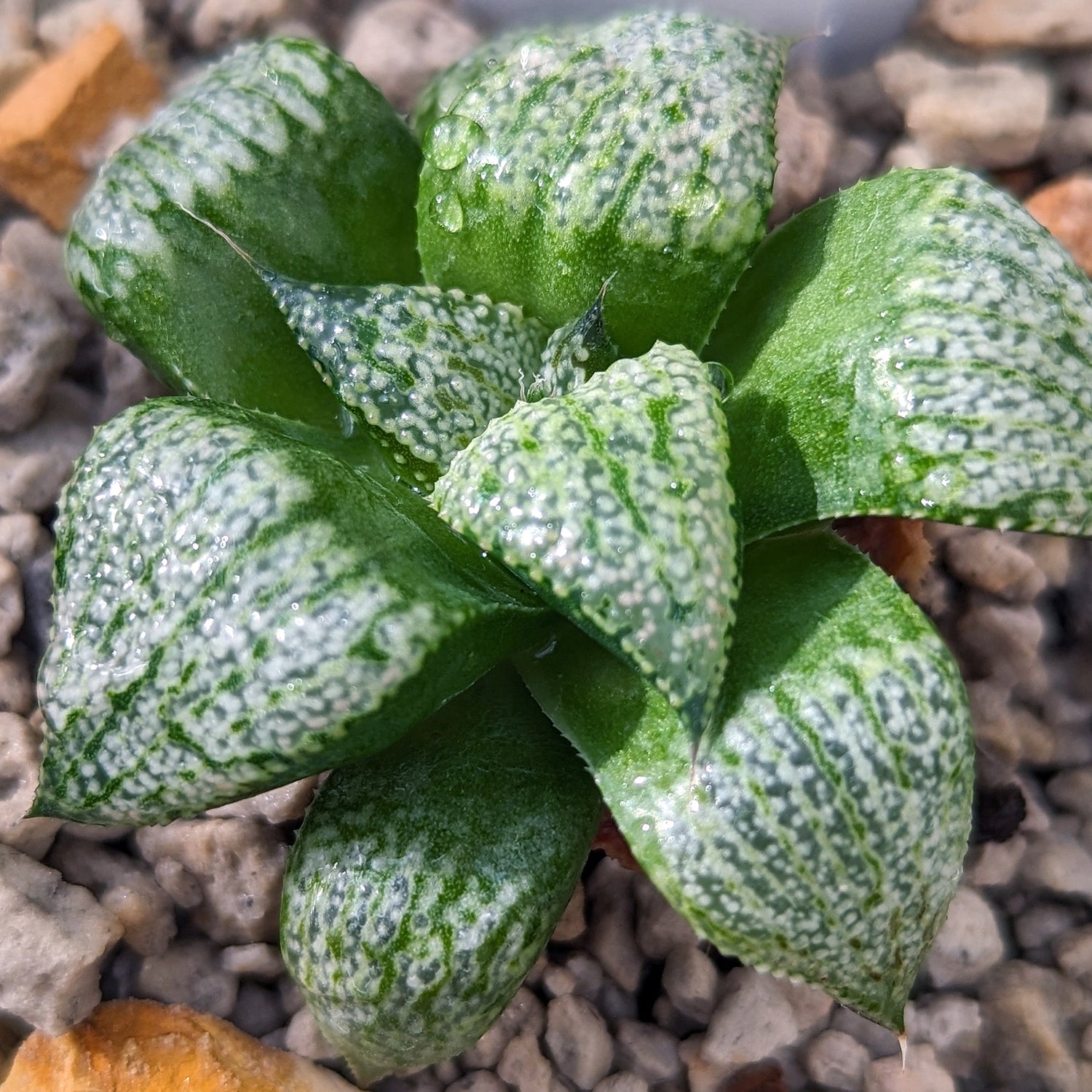 Haworthia  hybrid series P386 #d8 SOLD OUT