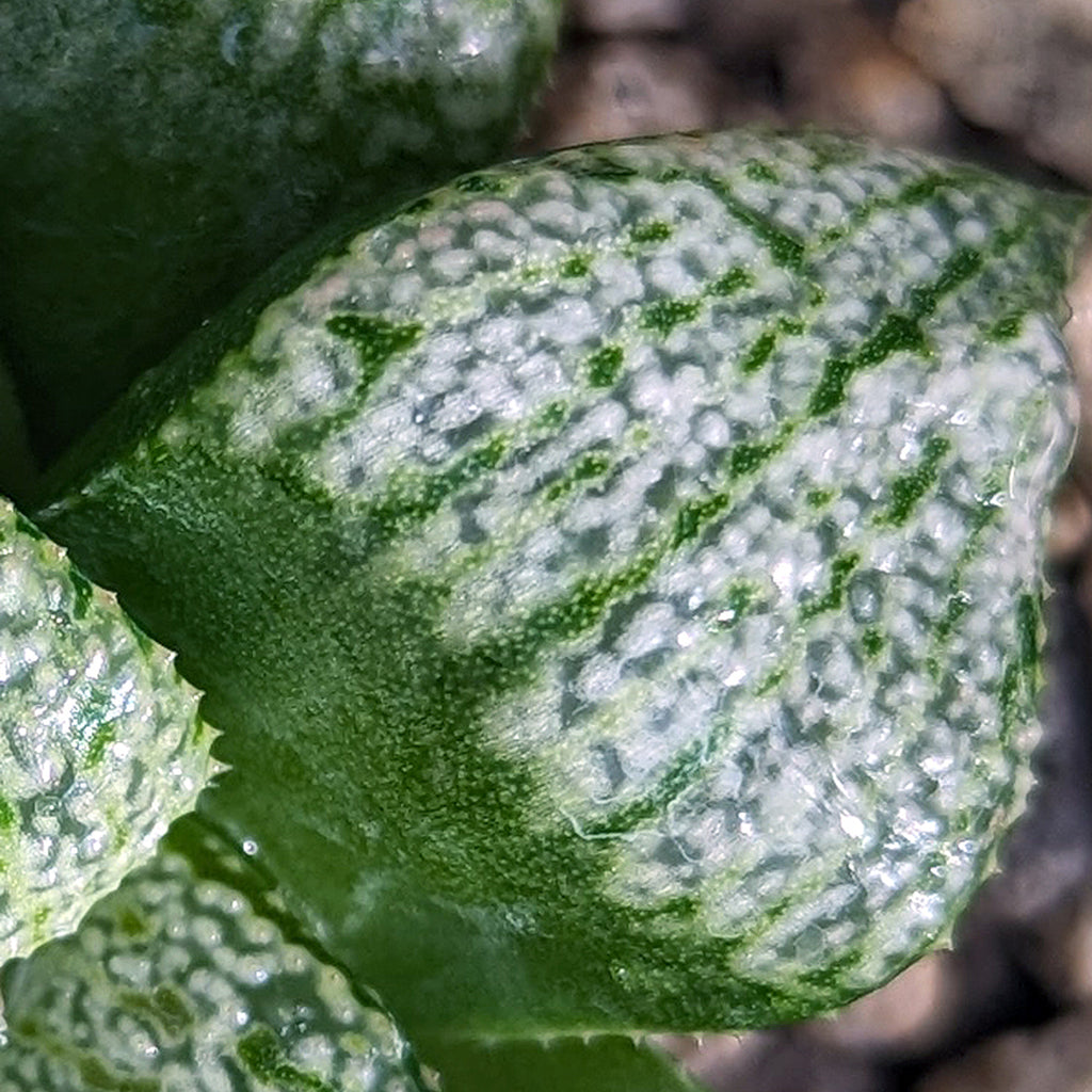 Haworthia  hybrid series P386 #d8 SOLD OUT