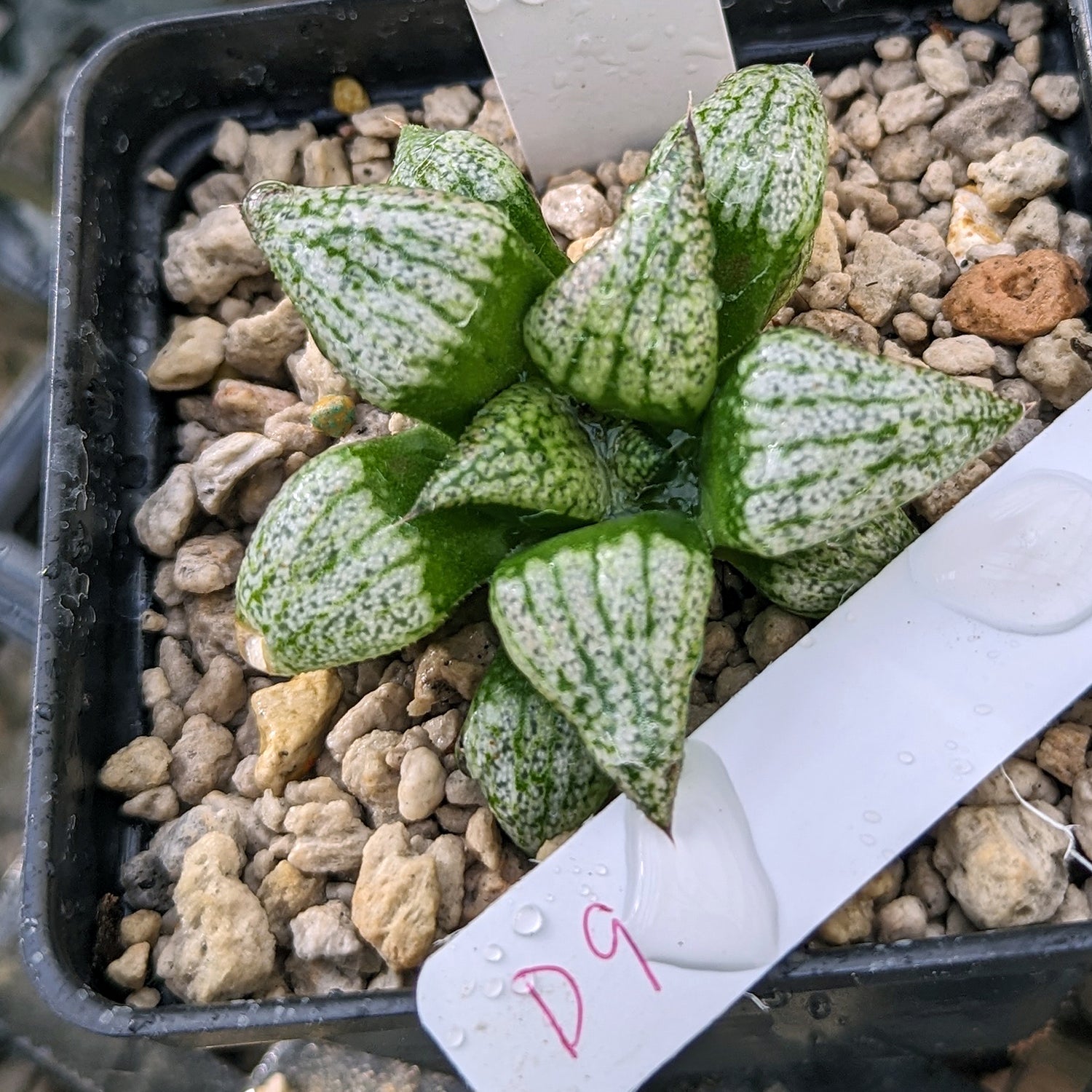 Haworthia  hybrid series P386 #d9 SOLD OUT