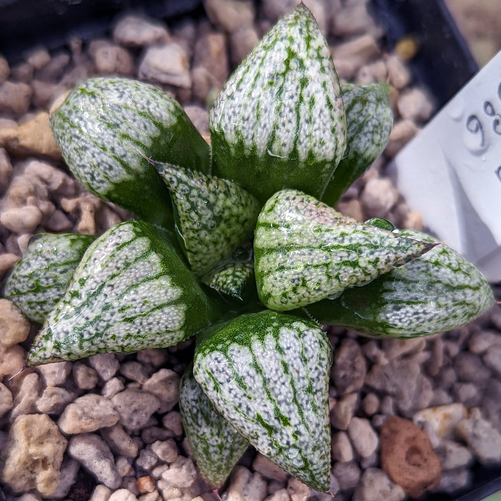 Haworthia  hybrid series P386 #d9 SOLD OUT