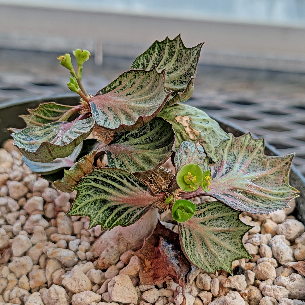 Euphorbia francoisii #1