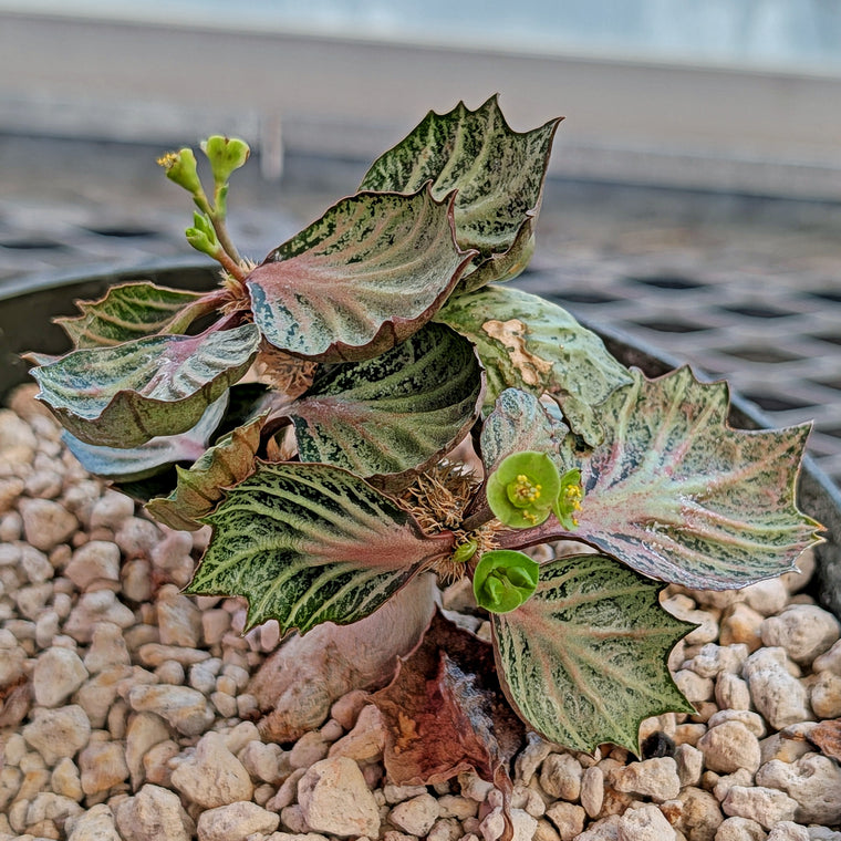 Euphorbia francoisii #1
