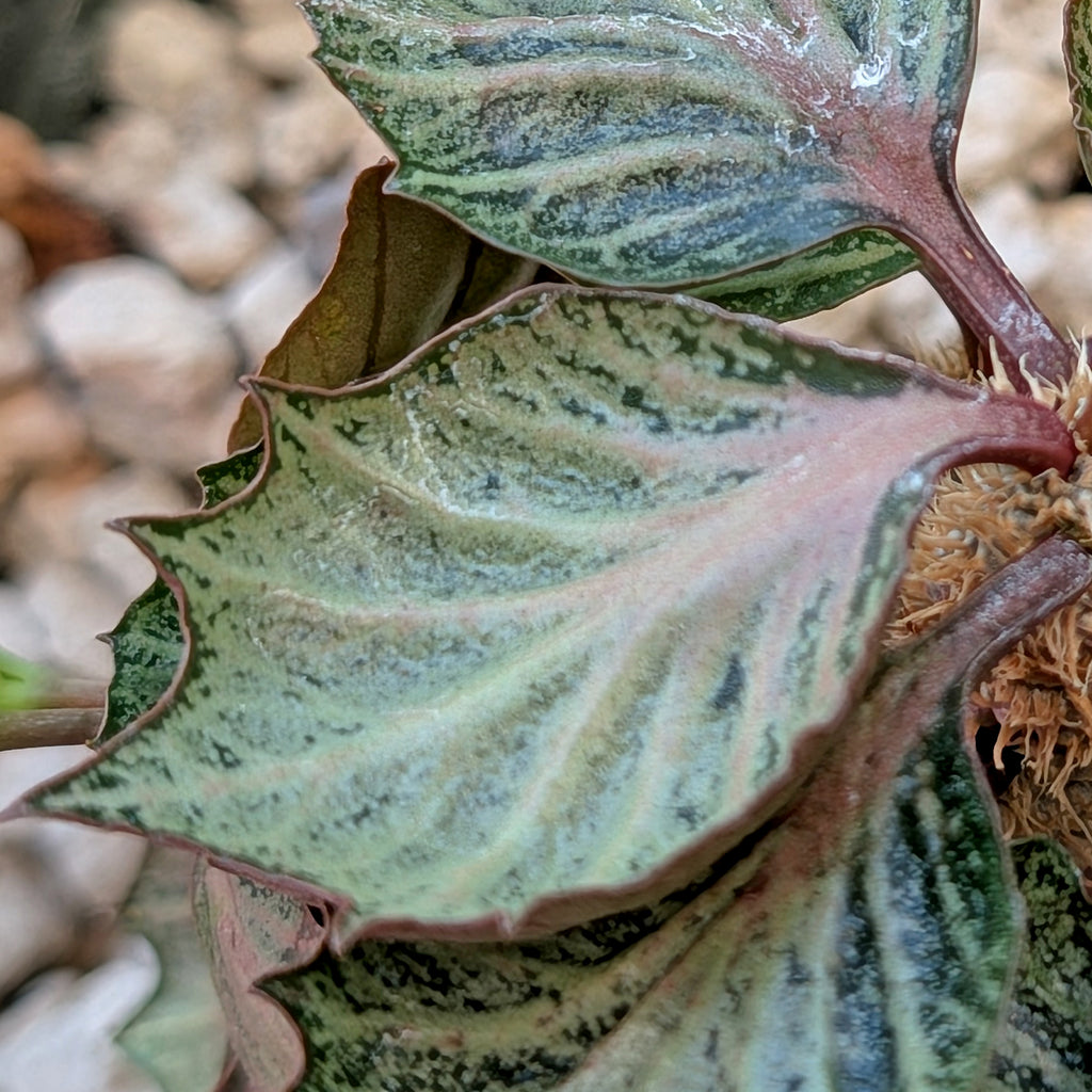 Euphorbia francoisii #1