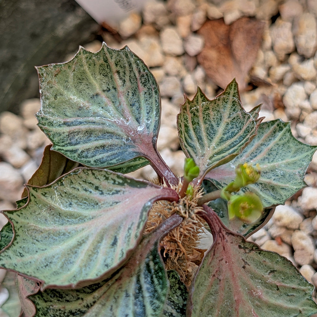 Euphorbia francoisii #1