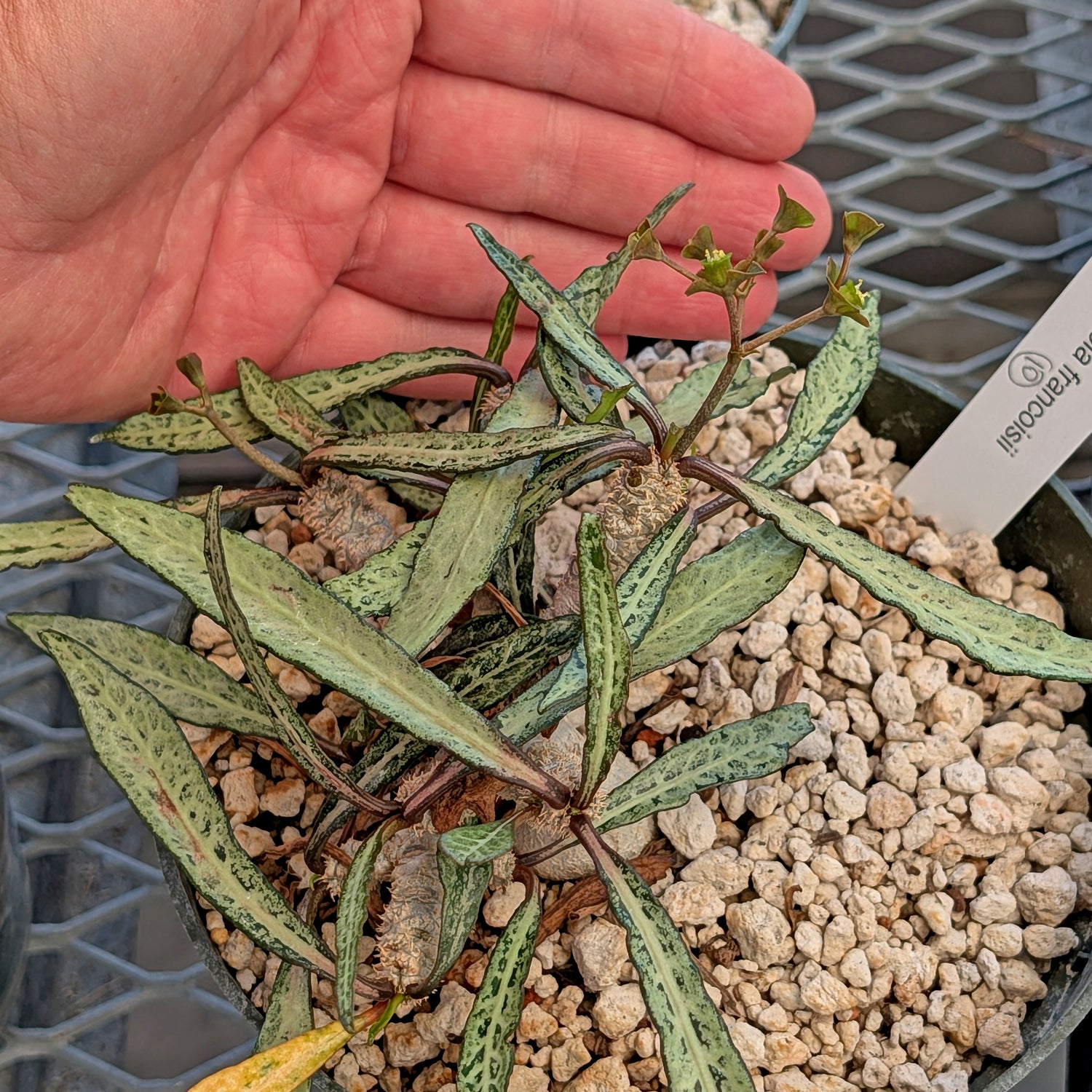 Euphorbia francoisii #10