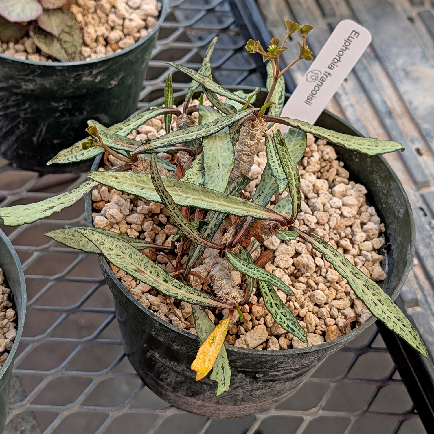 Euphorbia francoisii #10