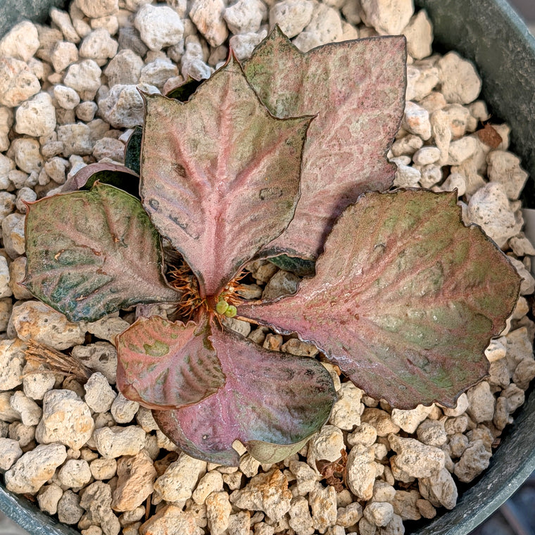 Euphorbia francoisii #11