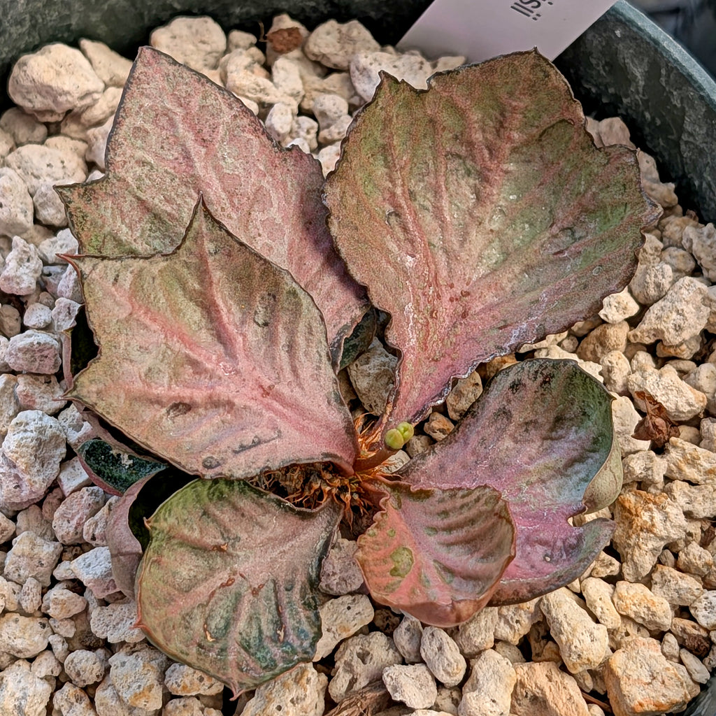 Euphorbia francoisii #11
