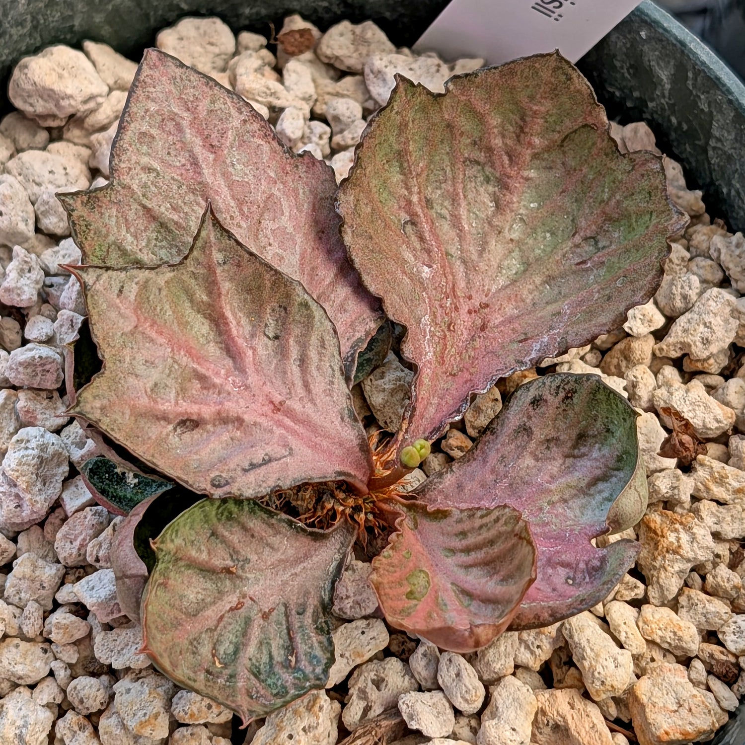 Euphorbia francoisii #11