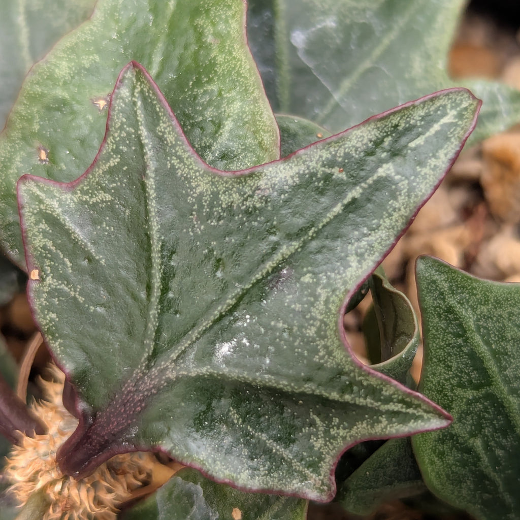 Euphorbia francoisii #13