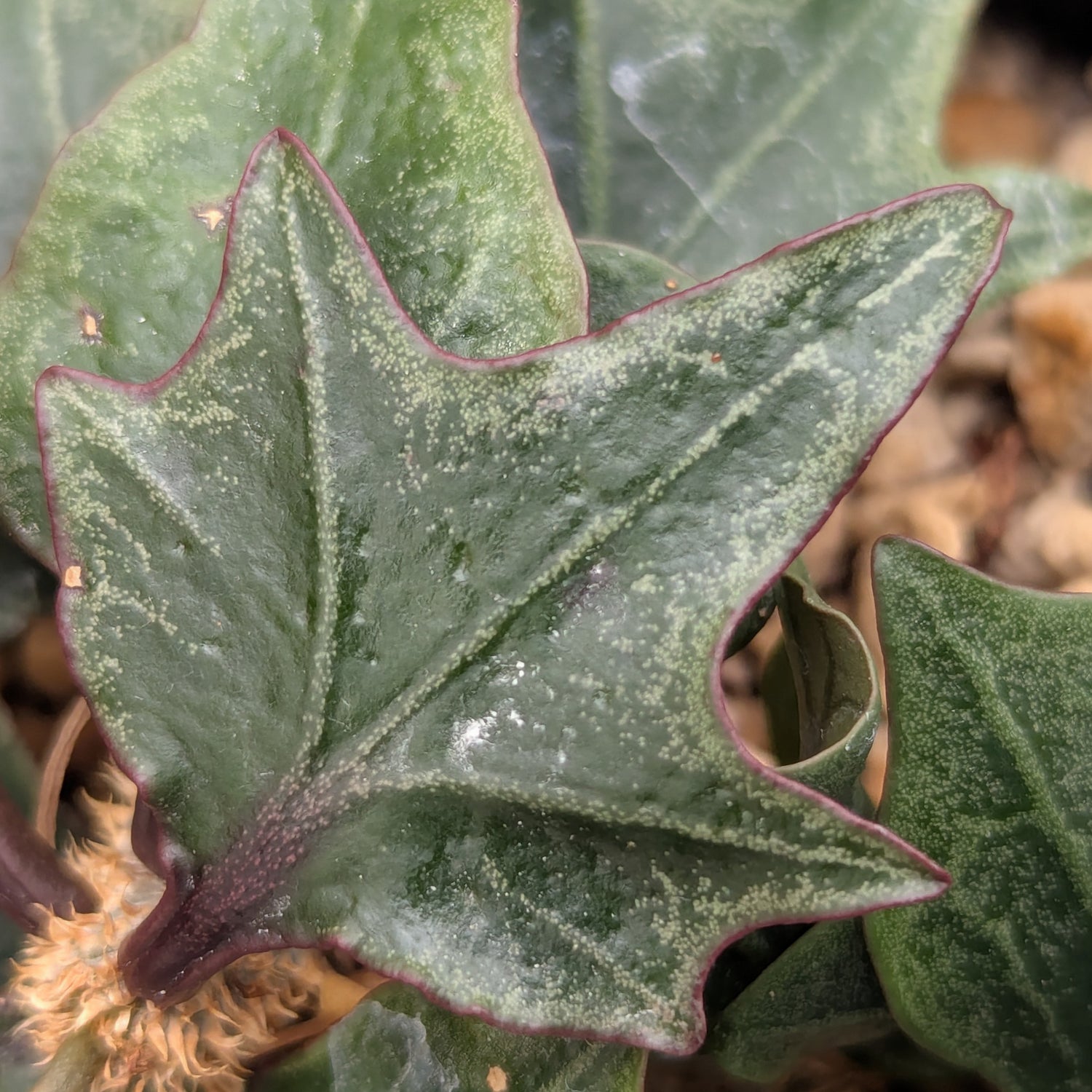 Euphorbia francoisii #13
