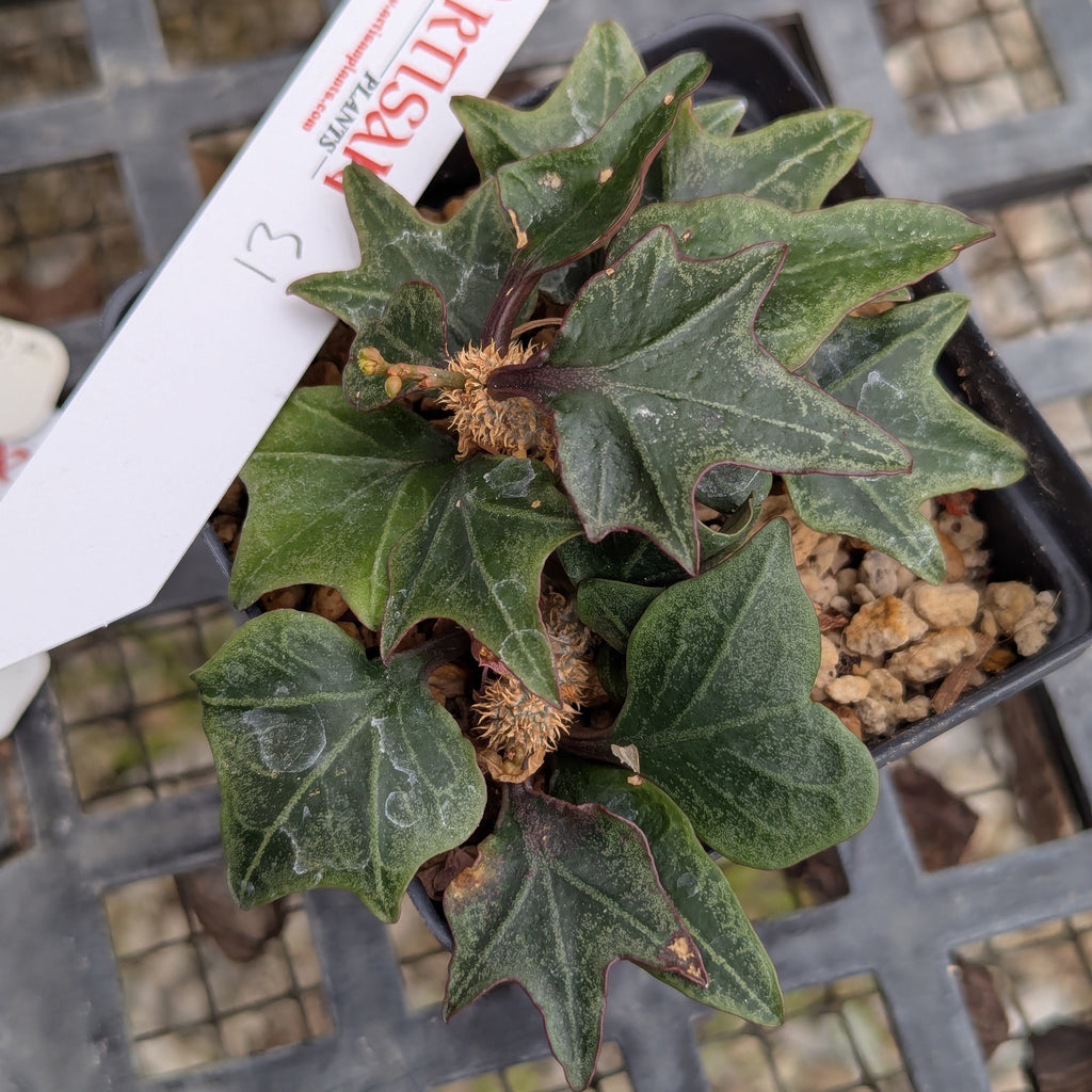 Euphorbia francoisii #13