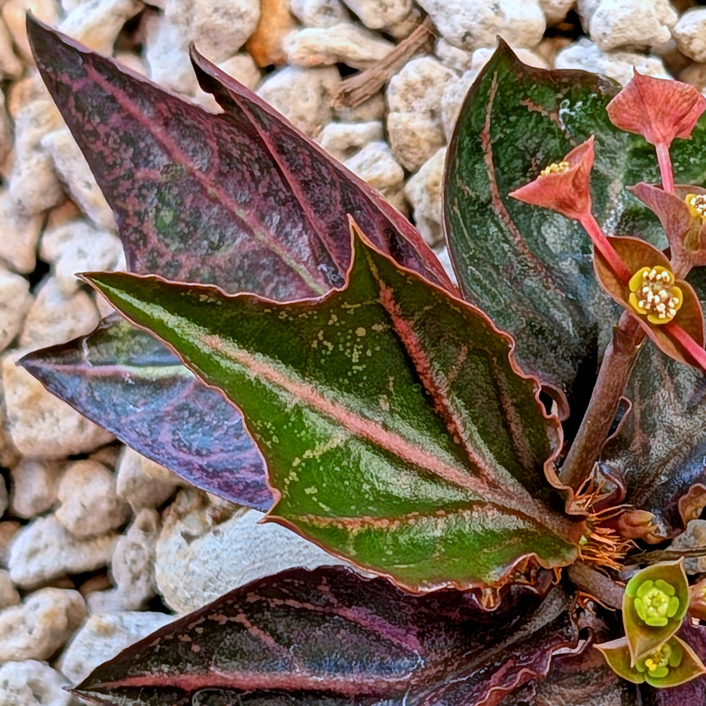 Euphorbia francoisii #3