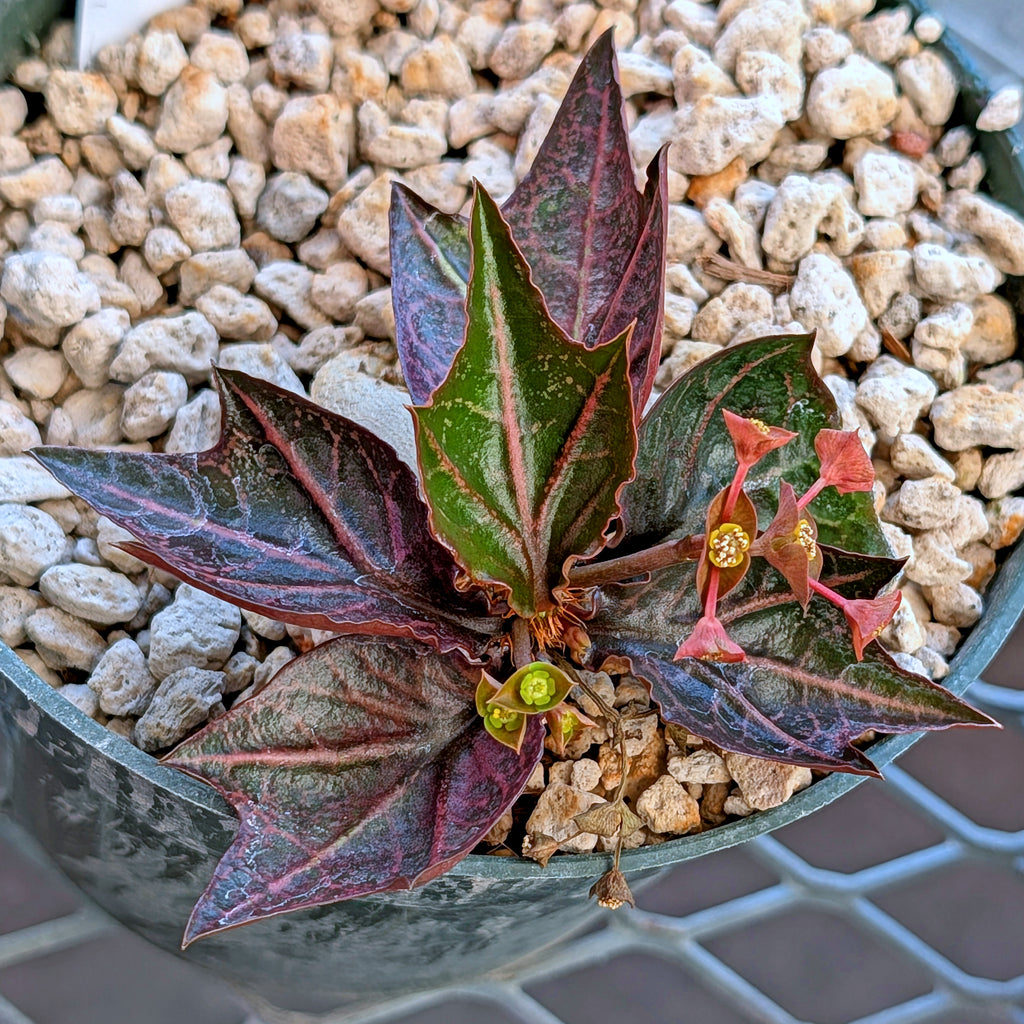 Euphorbia francoisii #3