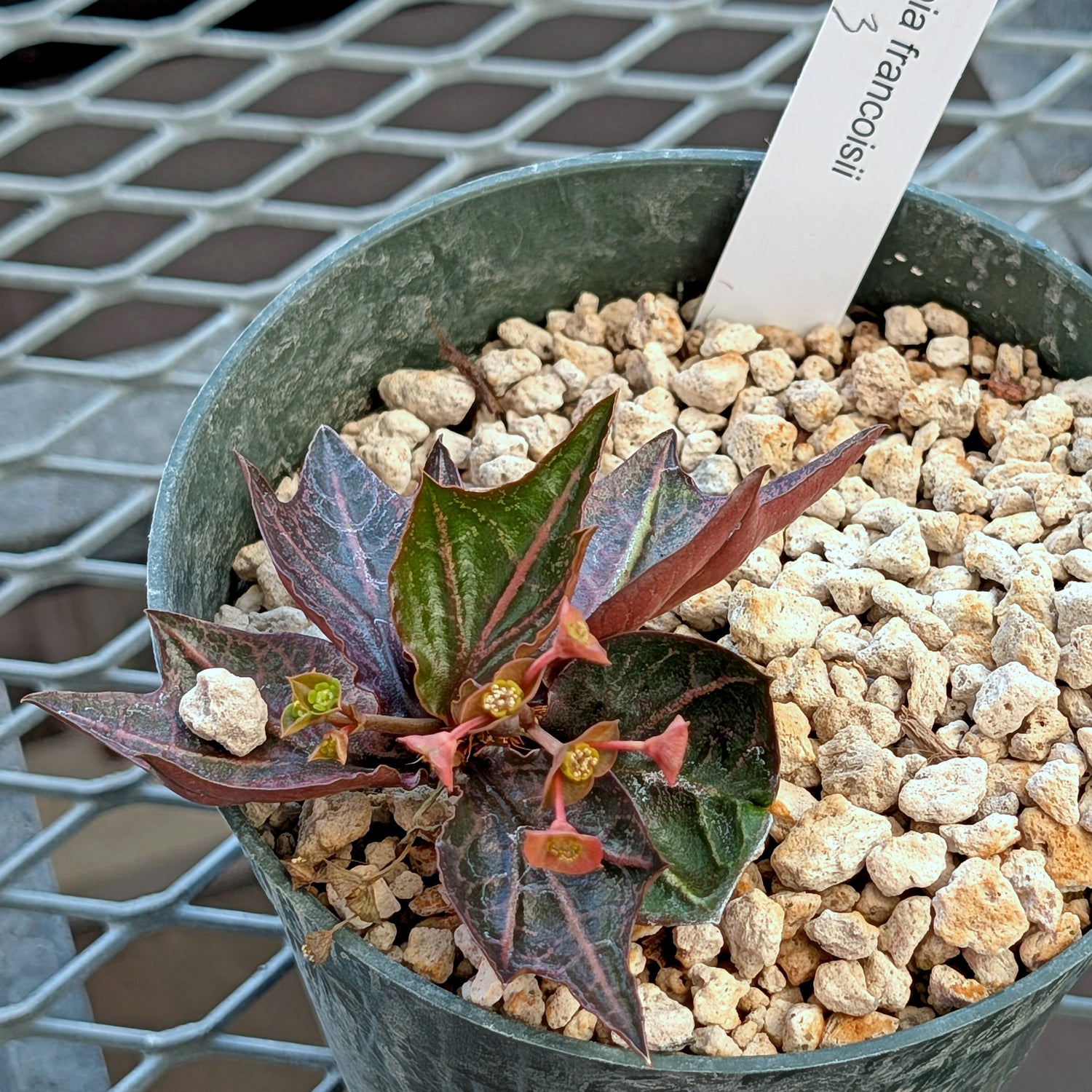 Euphorbia francoisii #3