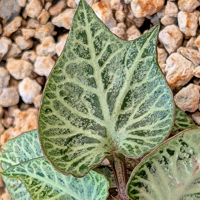 Euphorbia francoisii #4