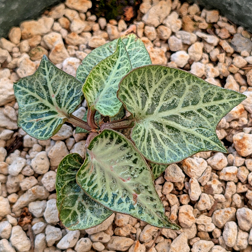 Euphorbia francoisii #4