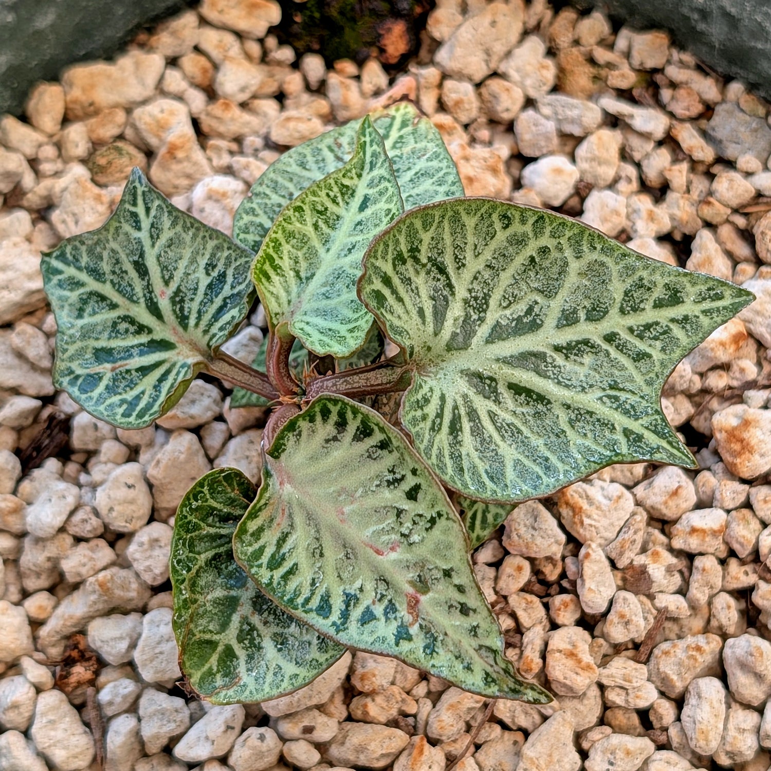 Euphorbia francoisii #4