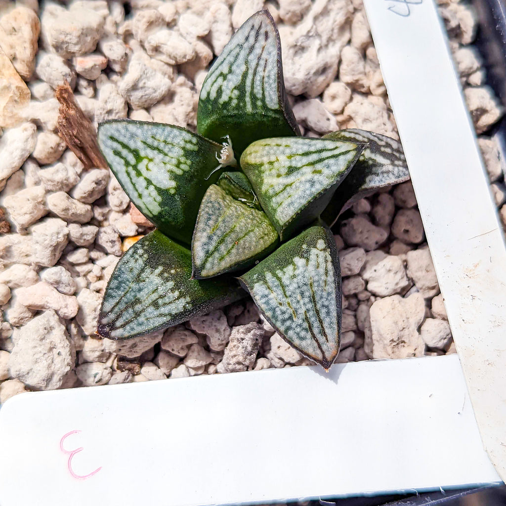 Haworthia groenewaldii hybrid series PP414 #e SOLD OUT
