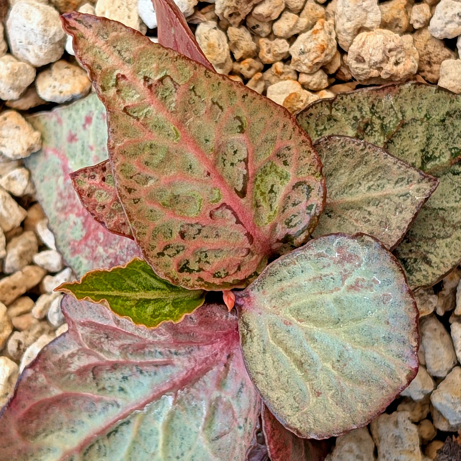 Euphorbia francoisii #5