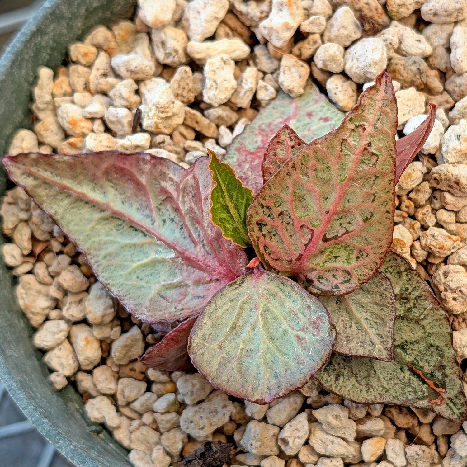 Euphorbia francoisii #5
