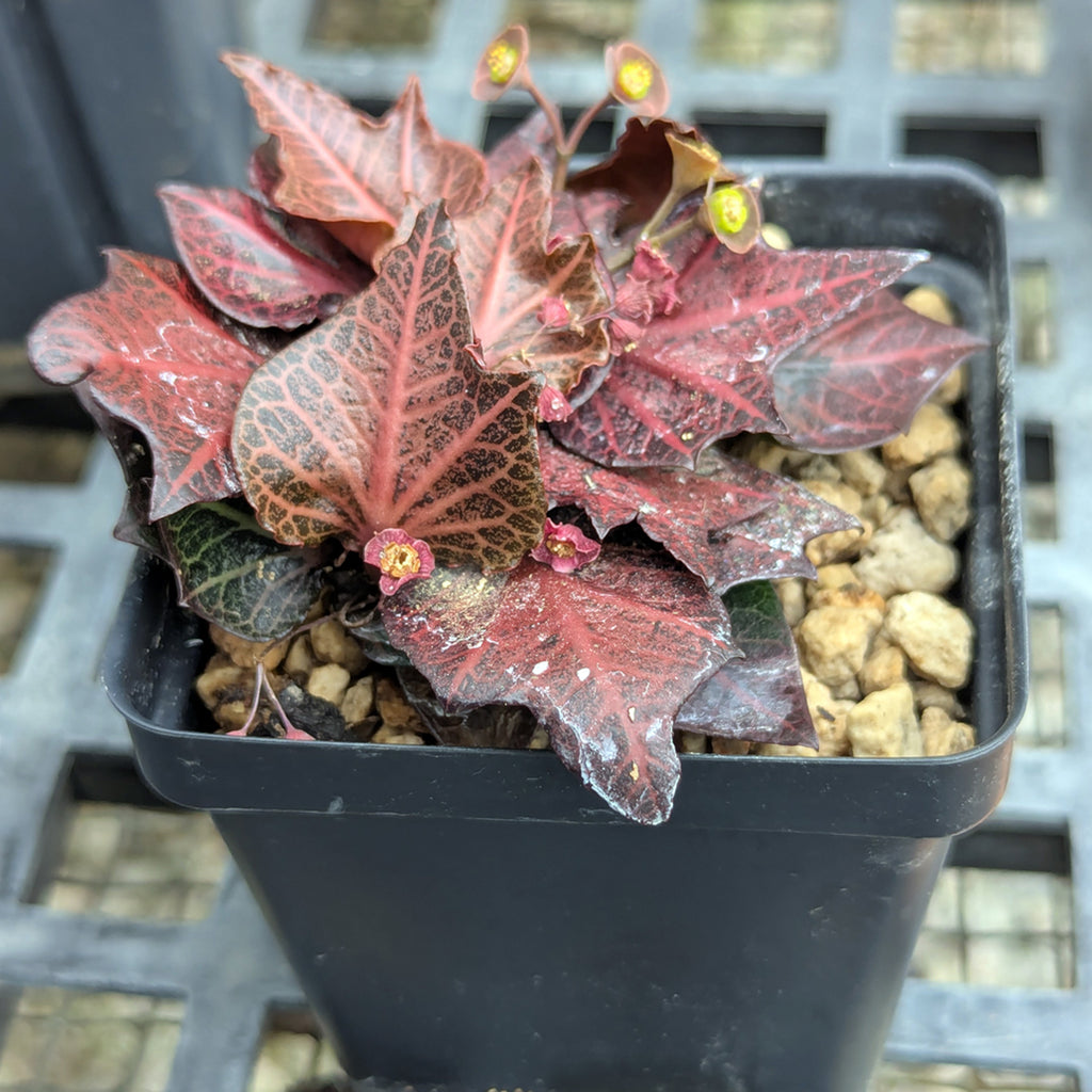 Euphorbia francoisii #7