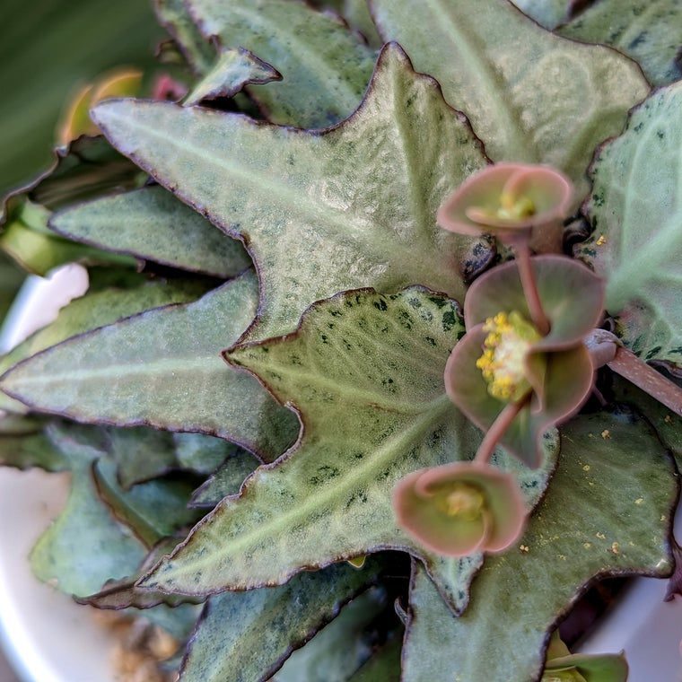 Euphorbia francoisii #a1 (female sterile-does not make seeds)