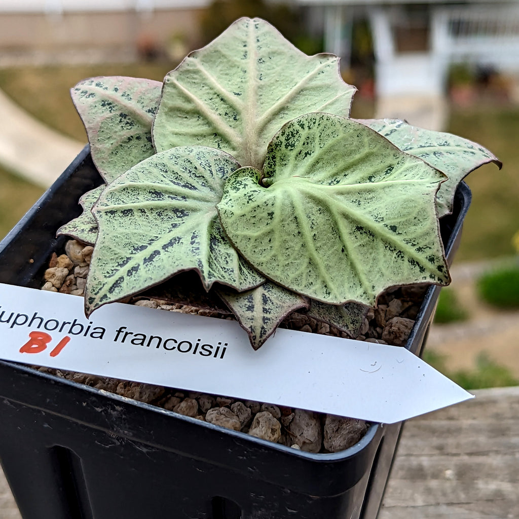 Euphorbia francoisii #b1 SOLD OUT