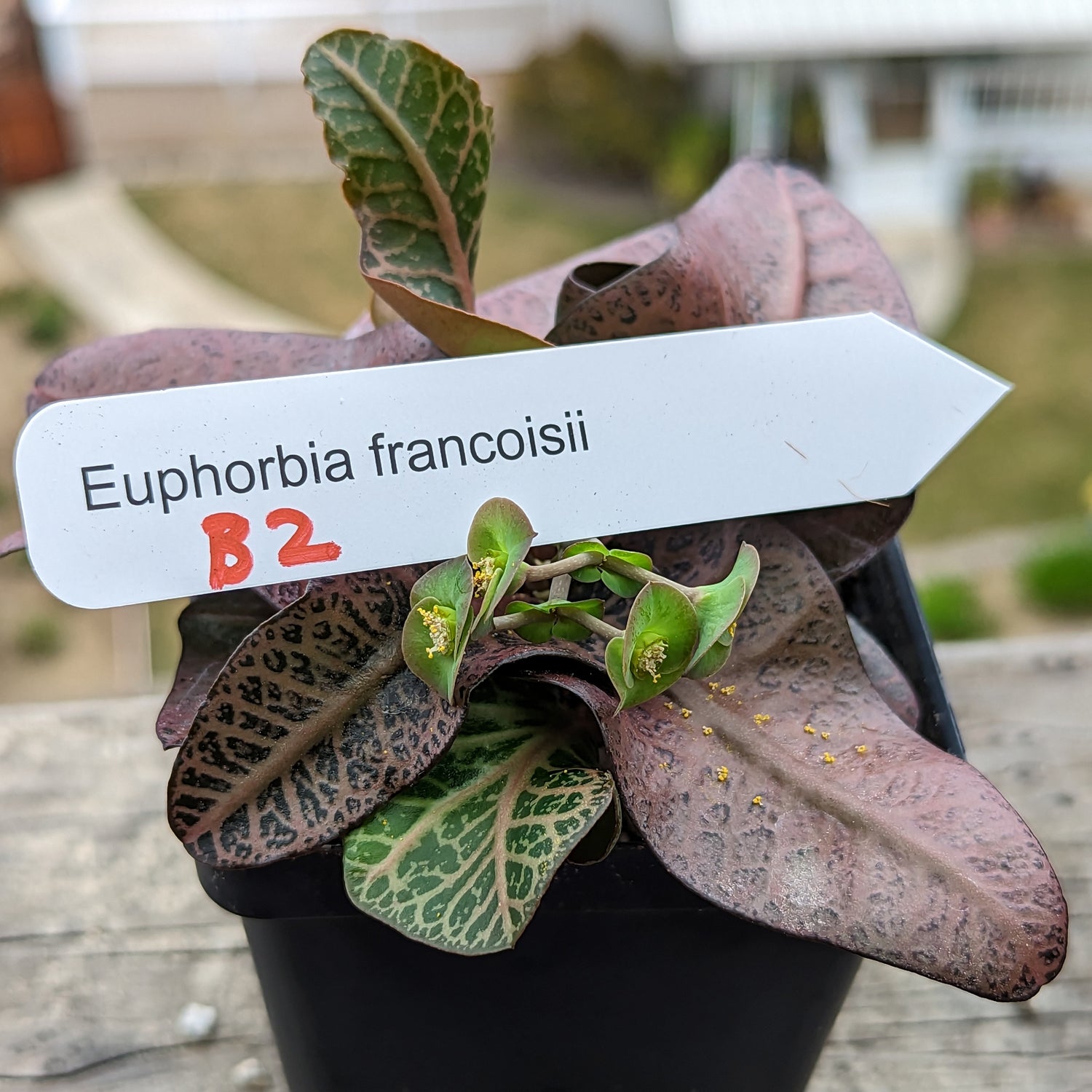 Euphorbia francoisii #b2 SOLD OUT