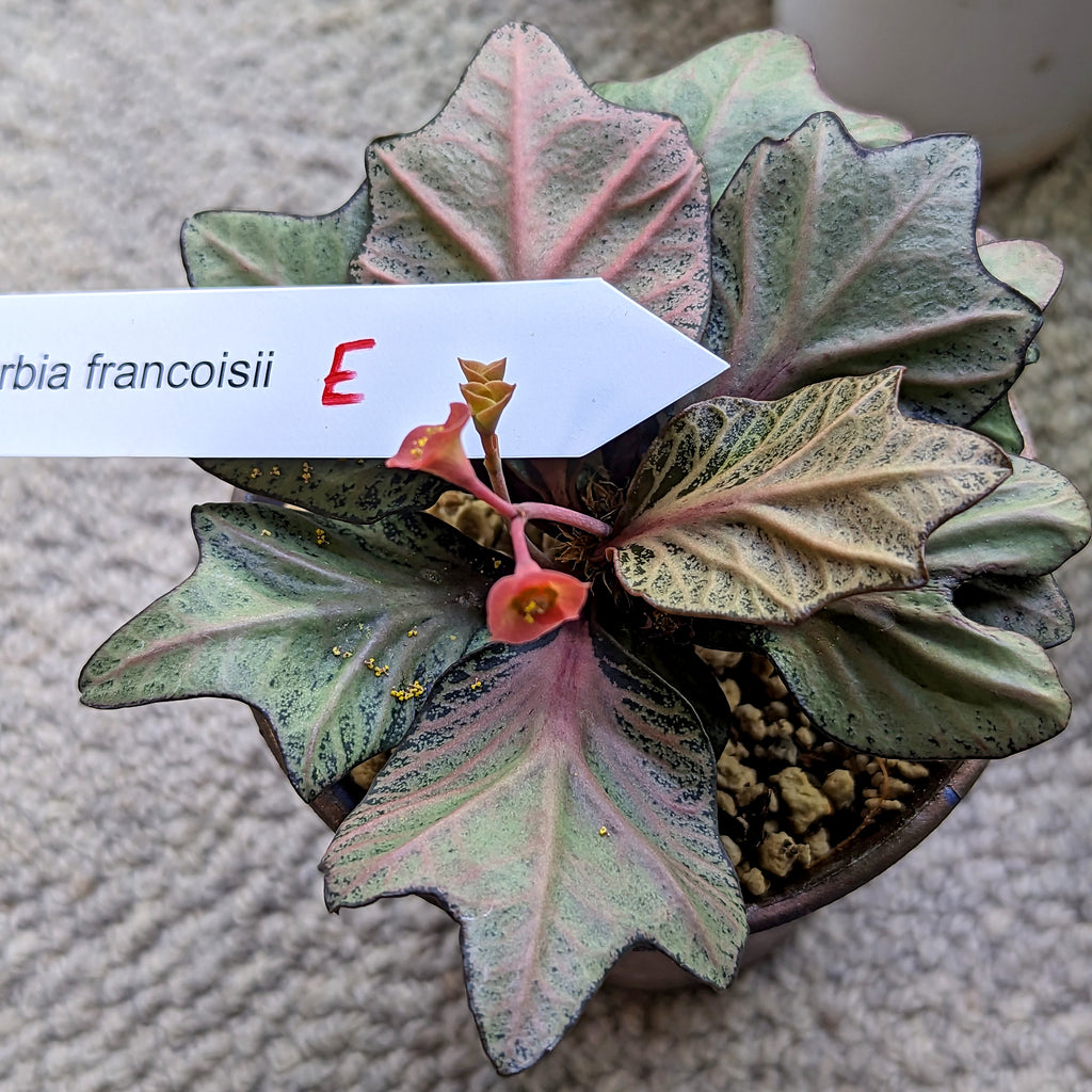 Euphorbia francoisii #e SOLD OUT
