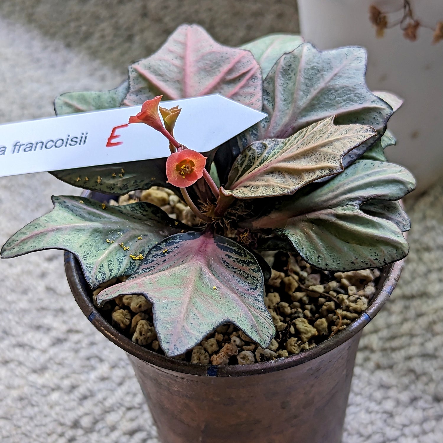 Euphorbia francoisii #e SOLD OUT