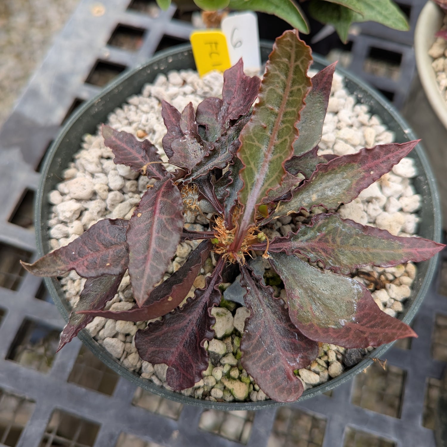 Euphorbia francoisii x cap-saintemariensis #fc6