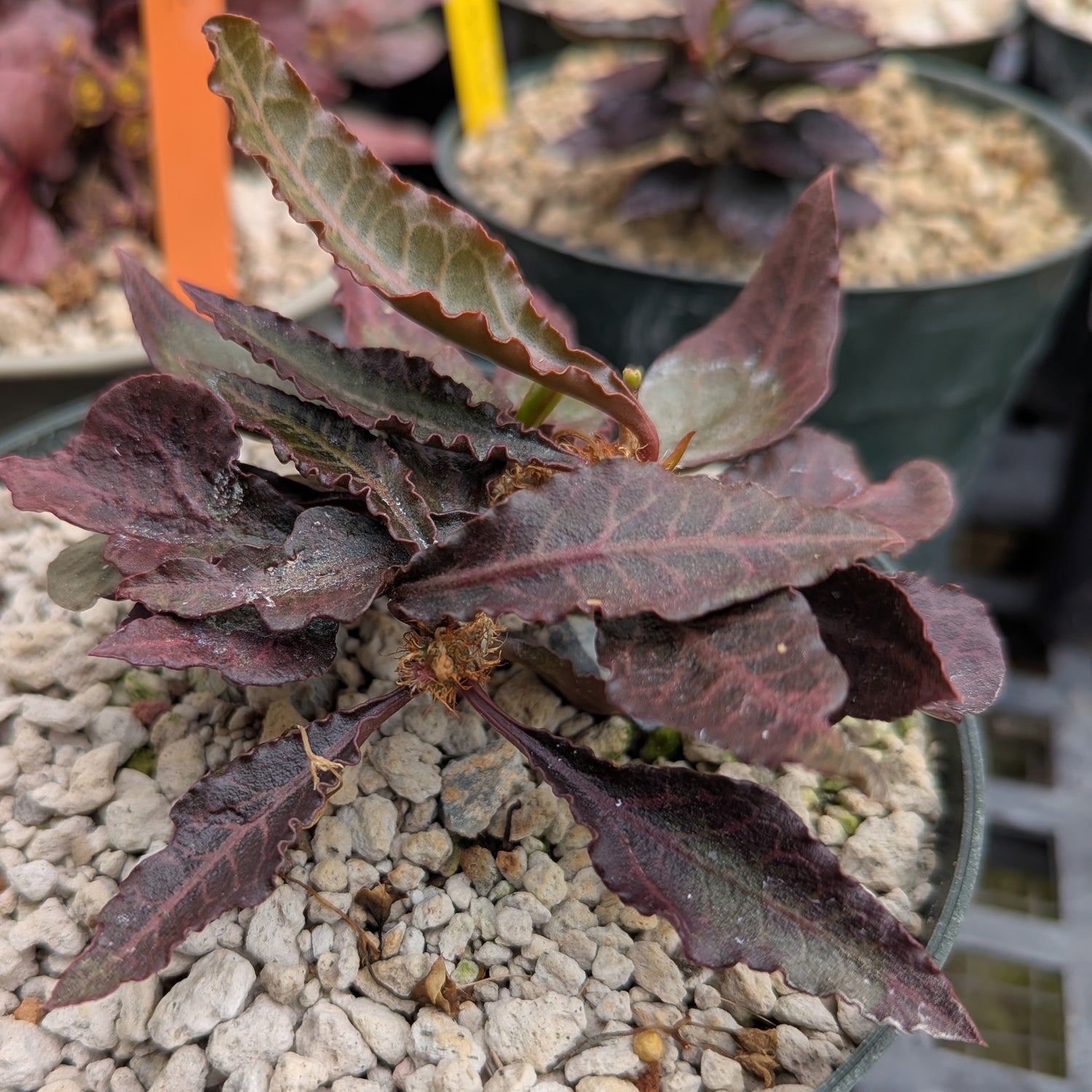 Euphorbia francoisii x cap-saintemariensis #fc6
