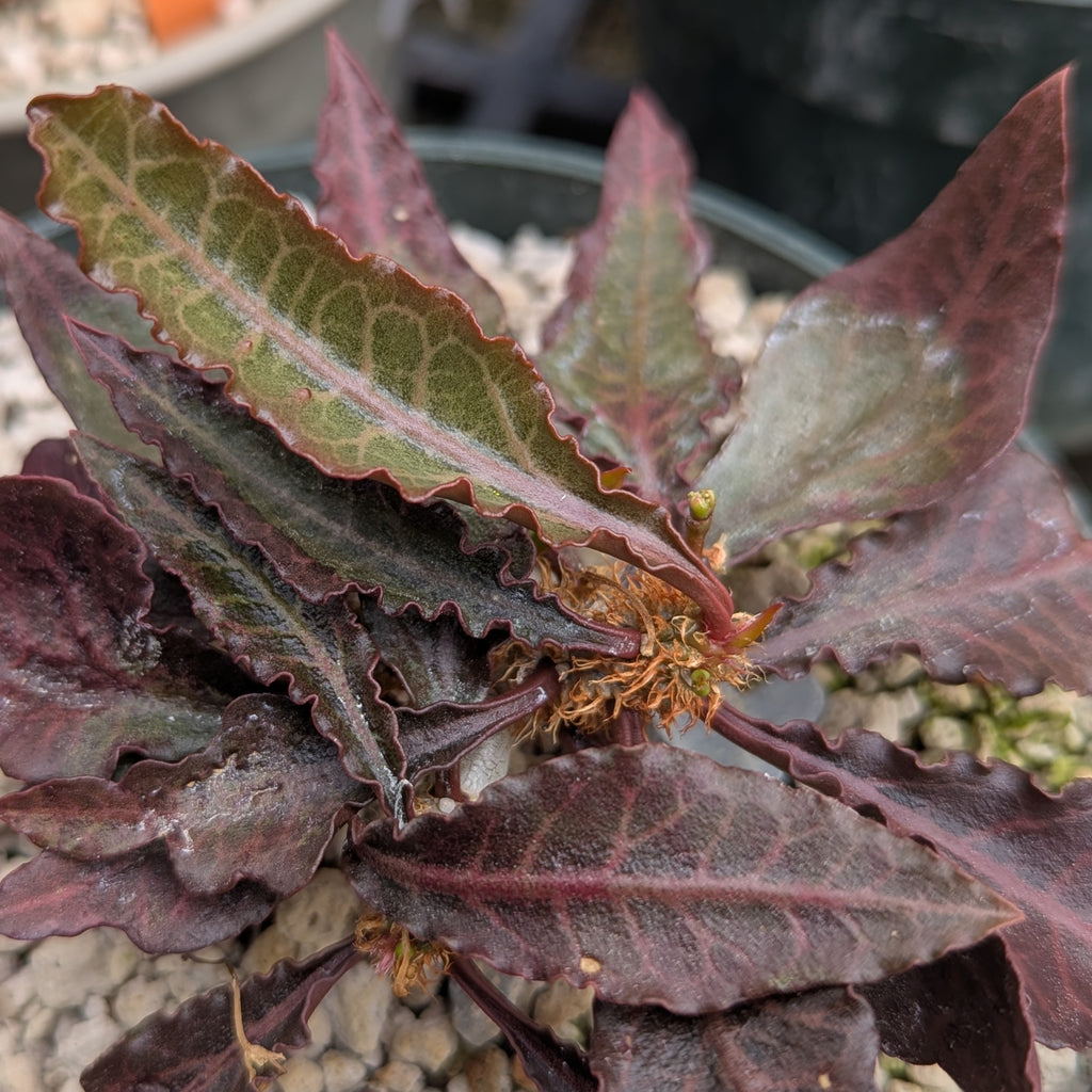 Euphorbia francoisii x cap-saintemariensis #fc6