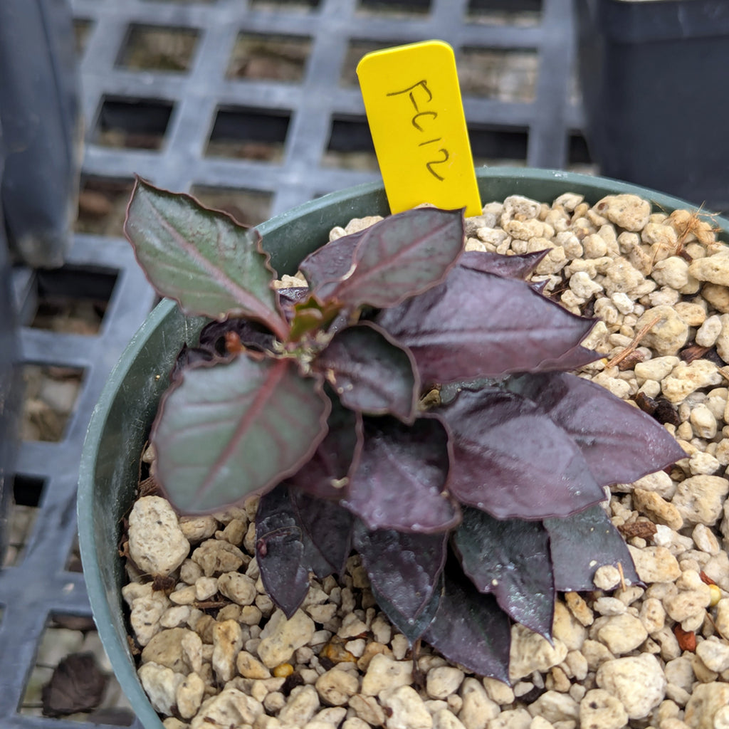 Euphorbia francoisii x cap-saintemariensis #fc12