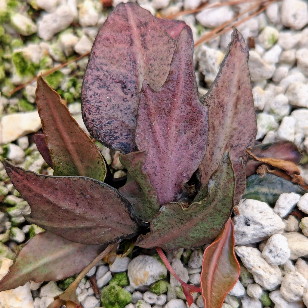 Euphorbia francoisii #p